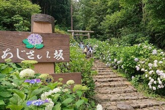 繡球花季與文化祭典輪番登場，日本栃木驚豔這一夏