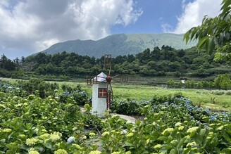 陽明山竹子湖 頂湖環狀步道賞繡球花