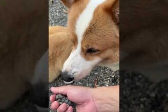如果說一大顆石頭，對多多來說是一塊控肉那充滿碎石的地方，就是超大一碗的肉燥飯