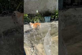 遇到水就興奮的體質