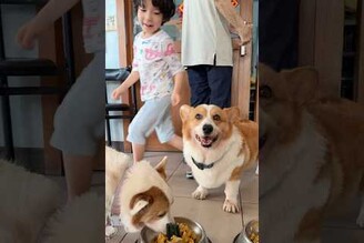 大大多多11歲生日快樂年紀大了加上大大糖尿病，不能再給你們吃蛋糕不過11歲的潔牙骨蠟燭也算是誠意十足啦