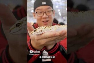 暑假必去！台灣爬蟲祭又來啦各式各樣的爬蟲特寵，讓你們一次看個夠