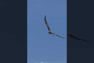 老鷹飛翔在眼前，黑鳶飛翔在屏東旭海