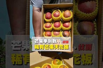 芒果季倒數找到稀有芒果天花板 台南美食 在地美食 美食推薦 美食 旅遊 fyp  food  taiwanfood tainanfood  台灣美食 玉井 玉井美食 芒果