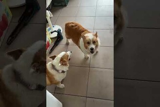 先別激動！等雨停再出門啦