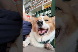 多多笑嘻嘻