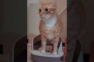 菲菲橘貓