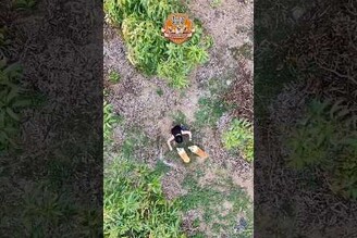 行走的吐司