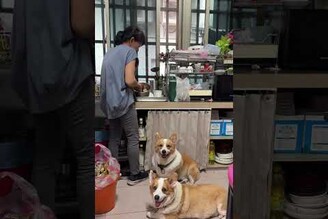不用戴手錶但很準時，吃飯時間自動湊上