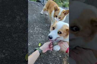 腿太短還勾到自己項鍊