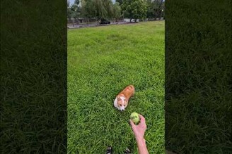 底盤太低草太高