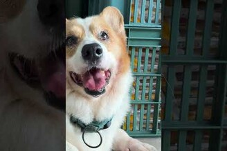 完美繼承老爸笑容的多多