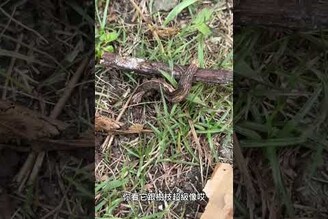 跟樹枝一模一樣的毛毛蟲