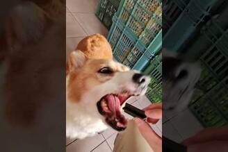 飯後來一根，這才是狗生