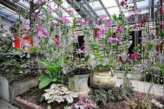 士林官邸以秋石斛為主角、觀葉植物為配角 共演秋季室內花雨秀！