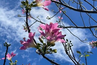 美人樹開花 中秋佳節花好月圓人團圓