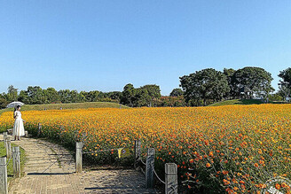 秋意漸濃！后里環保公園落羽松、黃波斯交織如畫，美極了！