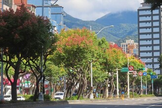天母忠誠路欒樹林蔭大道秋意濃