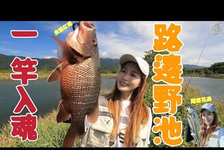 【釣魚日記】野池也能一開竿就連中大物.這裡應該是花生之家...超大花身紀錄魚....Taiwan girl fishing釣采蓁 Patti