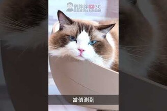 貓奴神物！LG PuriCare AeroCatTower動眼看貓窩貓跳台空氣清淨機劉胖胖