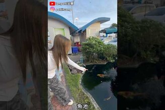 真沒想到超商旁的魚池有這種大物！ shorts