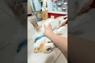 雖然不熱情，但摸了他就不準你再摸別人的多多