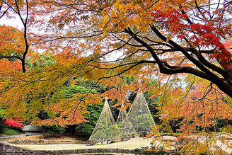 東京人文賞楓三熱點 紅葉與文化交織的錦秋散步