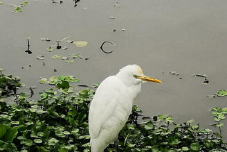 走進候鳥與沙灘植物祕境 邀您來場田寮洋小旅行！