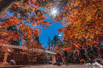 推薦台灣四大賞楓秘境 當地頂級旅宿提案！