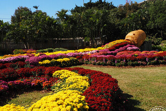 2025士林官邸菊展，15展區菊藝獻秋美 12場五感體驗，今(5)日起手刀報名！