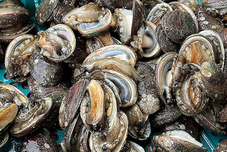 貢寮鮑養殖故事「鮑」你知 澳底漁港「貢饗鮮味」活動好康在「這裡」！