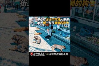 帶你逛逛北北印拉達克列城大市集街上睡一整排慵懶的狗 印度 北北印 列城 旅行路上見