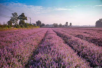 台版普羅旺斯和酷洛米現蹤桃園仙草嘉年華 這個時間段最美！