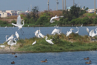 與鳥兒相約在冬季 台南賞鳥6大目的地推薦！