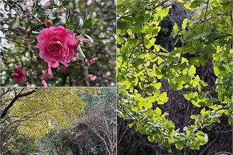 陽明山泡湯兼賞秋冬景致秘境 賞楓・觀銀杏・看茶梅「趣」！