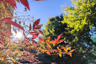 大雪山森遊區躍升國際賞鳥勝地，目前楓紅3成 「森chill竹杖健走」慶40！