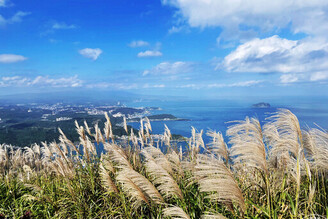 九份山城變身銀白仙境 推薦三大賞芒花目的地！