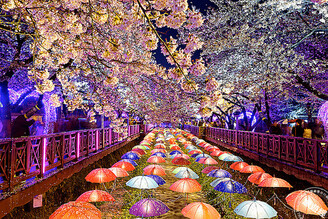 春季出國賞櫻熱潮飆，民眾請提前規劃 雄獅盤點北半球「四大絕美花季」！