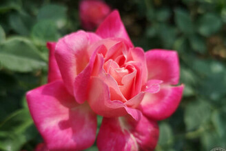 誰說冬天只能看葉賞草 在台北賞花除了士林官邸菊花展外，「這裡」的玫瑰也相映成趣！