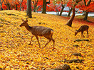 關西楓狂玩美！溫泉紅葉大滿足五日