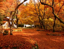 秋の物語紅葉名所日本秘境溫泉饗食五日遊