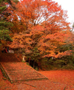 (鳥取進宇部出)秋の物語紅葉名所日本秘境溫泉饗食五日遊