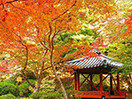 悠遊日本四國紅葉谷 享受溫泉之旅
