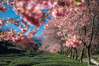 春季全球追櫻「趣」 武陵保證有房、賞櫻首波從關東、沖繩起